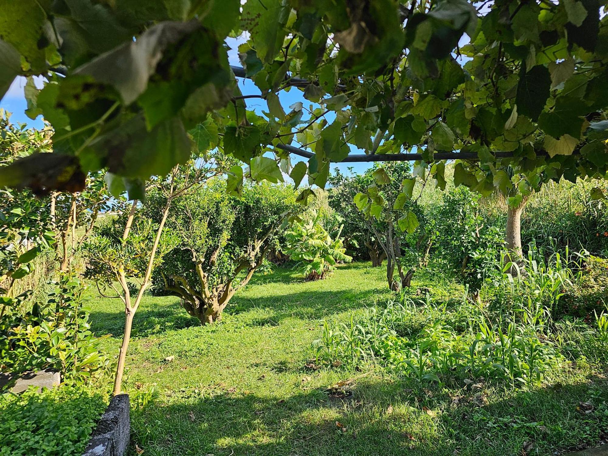 Casa Anjos Holiday Cottages Cedros 外观 照片